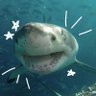 shark profil fotoğrafı