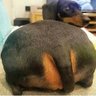 rudedachshund profil fotoğrafı