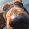 TEMELJNI's profile picture