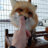 the fox that got away (with federal crimes) profil fotoğrafı