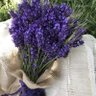 ‏لاڤندر...🕊️🕊️🌸💜 profil fotoğrafı