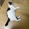Holis 的头像