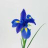 Profilbild von Iris Spoor