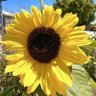 SunflowerShine profil fotoğrafı