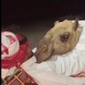 صقر's profile picture