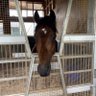 🐎一ー🐎 的头像