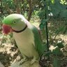 Critic profil fotoğrafı