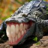 Da Laughing Gator 的头像