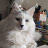 Aristomenes's profile picture