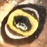 åã°ã°ã¬'s profile picture