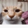 Observador profil fotoğrafı
