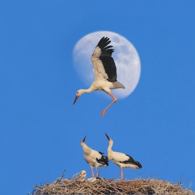 leanjushi1's profile picture