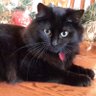 Cat World's profile picture