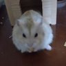 ハムべえ profil fotoğrafı