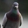 Profilbild von 铁锅炖🐸🐸🐸🇺🇦🇺🇦🇺🇦🇺🇦