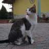 ContessaCavour's profile picture