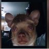 Ahmet's profile picture