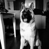 Slava _Ukr profil fotoğrafı