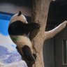 プー🦁💝🐼 的头像