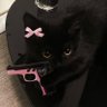 Profilbild von 🐈⬛