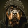 Rottie88 的头像