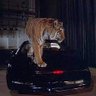 Animals Automobiles & Nostalgia 的头像