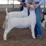 Huggagoat profil fotoğrafı