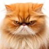 Profilbild von Petty McGoo