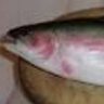 Profilbild von Travis The Singing Trout