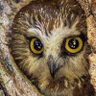 O w l l i e 🦉 profil fotoğrafı