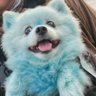 blue's profile picture
