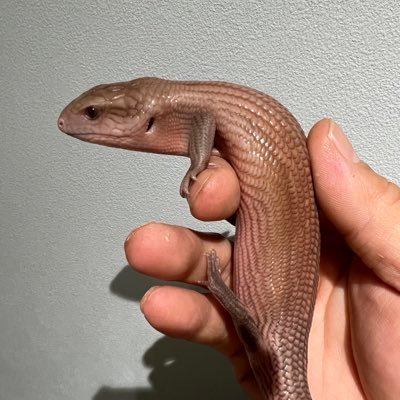 MoMoRep1's profile picture