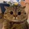 极简主义's profile picture
