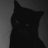 rottensexdoll's profile picture