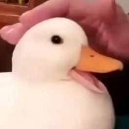 DUCK's profile picture
