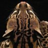 abdullah. profil fotoğrafı