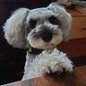 Duke-maron's profile picture
