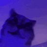 kairo's profile picture