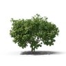 Hani Ramadan's profile picture