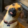 Фото профиля RidgebackDaddy
