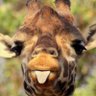 C Bugler's profile picture
