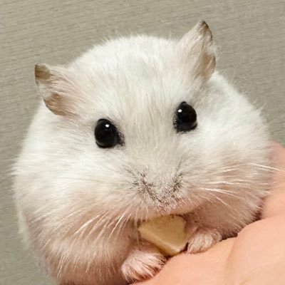 ハムスターのぴーちゃん🐹's profile picture