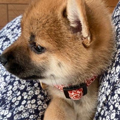 柴犬福's profile picture