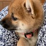 Profilbild von 柴犬福