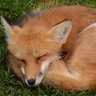 Wolf401's profile picture