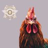 JackTheRooster 🐓 profil fotoğrafı