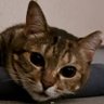 Profilbild von Nyankomiyabi