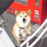 チャヨ's profile picture