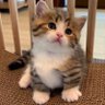 Ailurophile 🍉 的头像