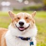 Фото профиля Cute Pets